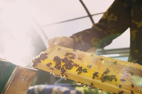 A beekeeper inspecting honeycomb