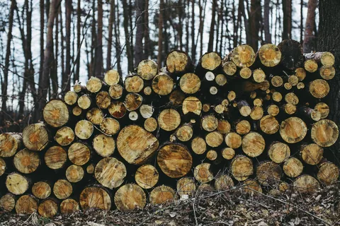 Stacked timber beside woodland
